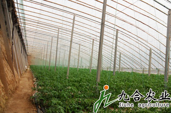 蔬菜大棚建設(shè)|蔬菜溫室大棚 蔬菜大棚建設(shè)|蔬菜溫室大棚