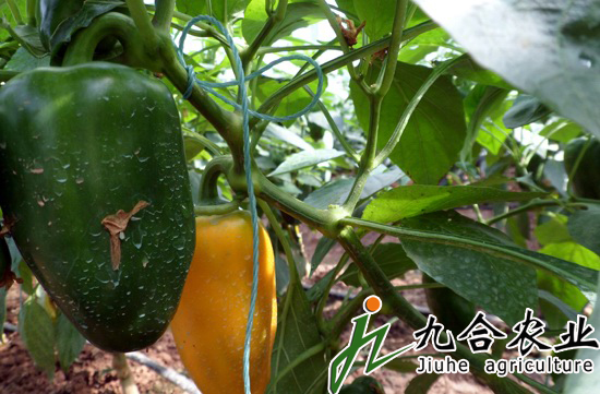 蔬菜大棚建設(shè)|蔬菜溫室大棚 蔬菜大棚建設(shè)|蔬菜溫室大棚