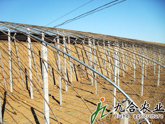 蔬菜大棚建設(shè)|蔬菜溫室大棚 蔬菜大棚建設(shè)|蔬菜溫室大棚