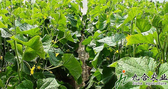 蔬菜大棚建設(shè)|蔬菜溫室大棚 蔬菜大棚建設(shè)|蔬菜溫室大棚